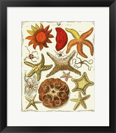 Framed Starfish and Sea Urchins a Print