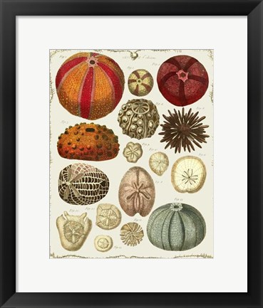 Framed Starfish and Sea Urchins b Print