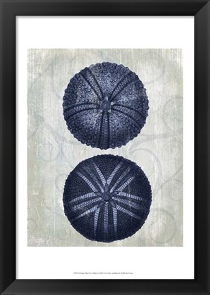 Framed Indigo Blue Sea Urchins a Print