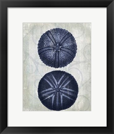 Framed Indigo Blue Sea Urchins a Print