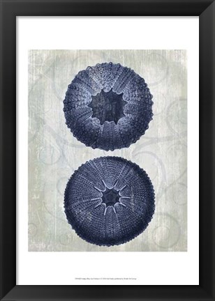 Framed Indigo Blue Sea Urchins b Print