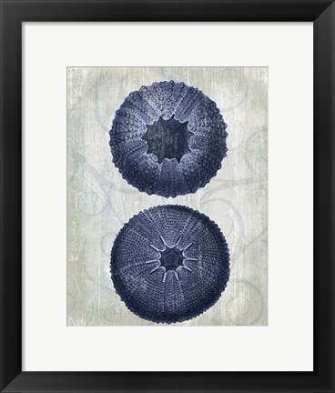 Framed Indigo Blue Sea Urchins b Print