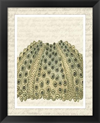 Framed Blue Corals On VIntage Script d Print