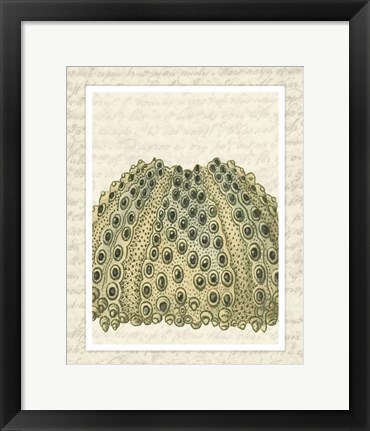 Framed Blue Corals On VIntage Script d Print