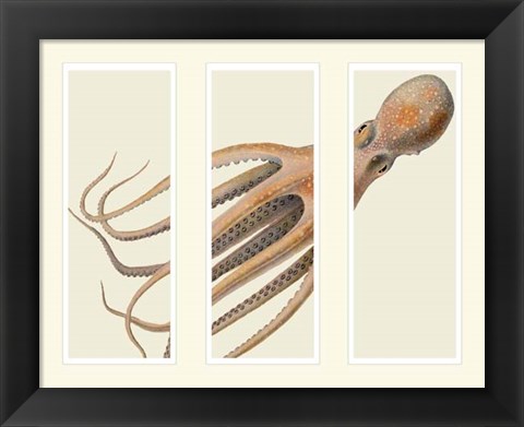 Framed Octopus on 3 panels Print