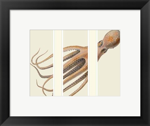 Framed Octopus on 3 panels Print