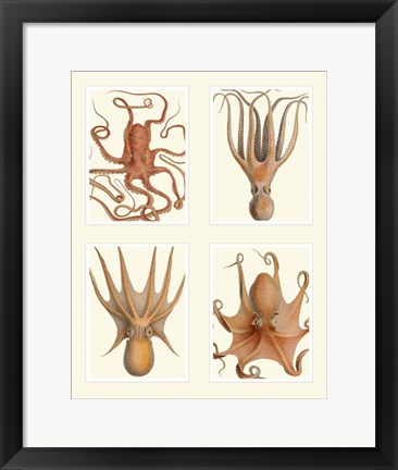 Framed Octopus on 4 Panels Print