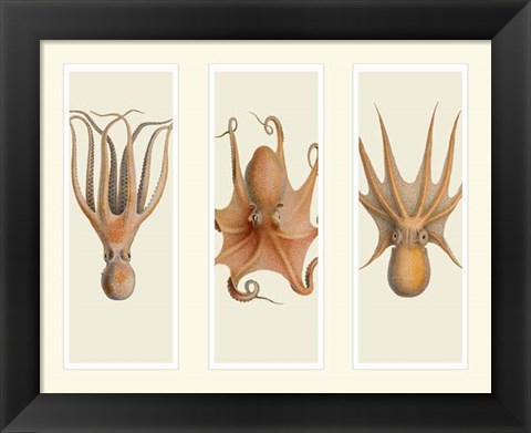 Framed Trio of Octopus on 3 Panels Print