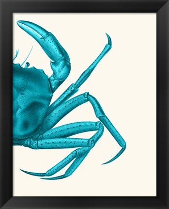 Framed Contrasting Crab in Turquoise a Print