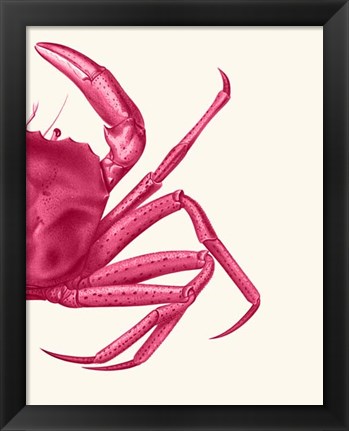 Framed Contrasting Crab in Pink b Print