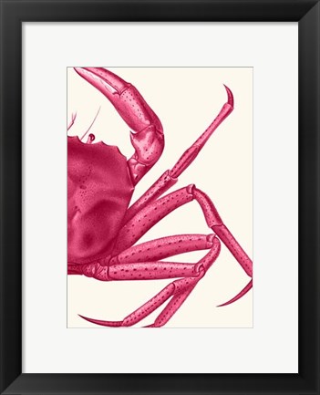 Framed Contrasting Crab in Pink b Print