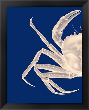 Framed Contrasting Crab in Navy Blue a Print