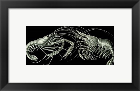 Framed Shrimps On Black Print