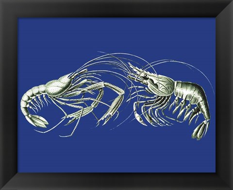 Framed Shrimps On Blue Print