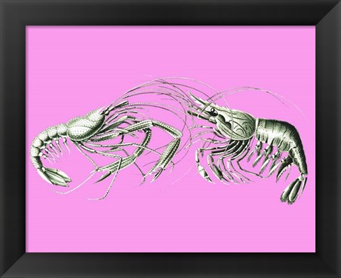 Framed Shrimps On Pink Print