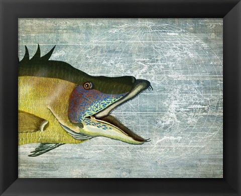 Framed Hog Fish print on nautical map image Print