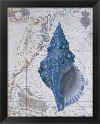 Framed Seashell Collection 1 a Print