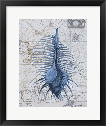 Framed Seashell Collection 1 b Print