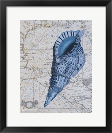 Framed Seashell Collection 1 c Print