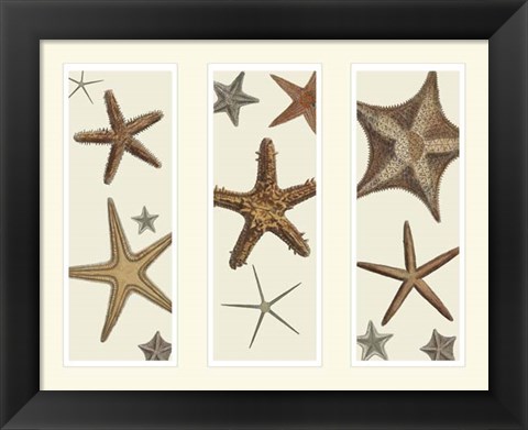 Framed Starfish Print on 3 Panels Print