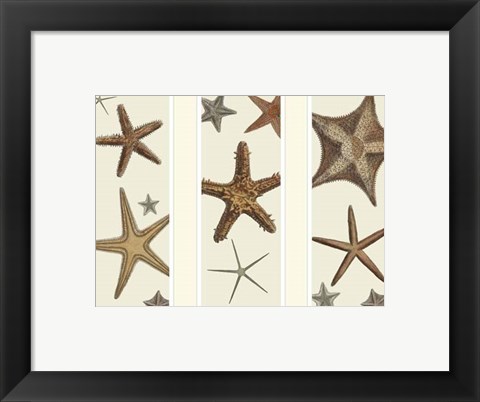 Framed Starfish Print on 3 Panels Print