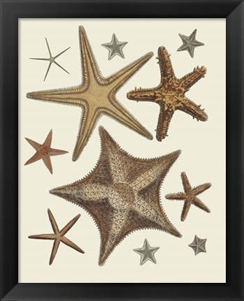 Framed Starfish Collection 1 Print