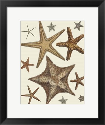 Framed Starfish Collection 1 Print