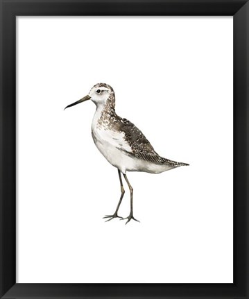 Framed Sea Bird VI Print