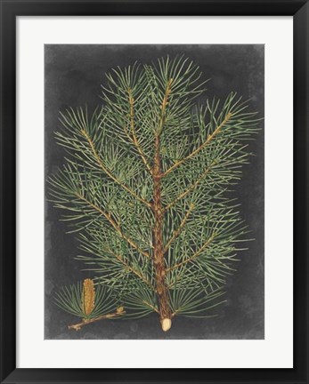 Framed Dramatic Pine II Print