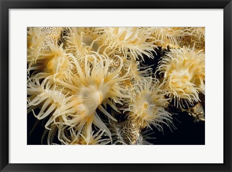 Framed Flowering Desire - Thailand Print