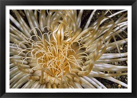 Framed Pure Dazzle - N. Sulawesi, Indonesia Print