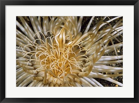 Framed Pure Dazzle - N. Sulawesi, Indonesia Print