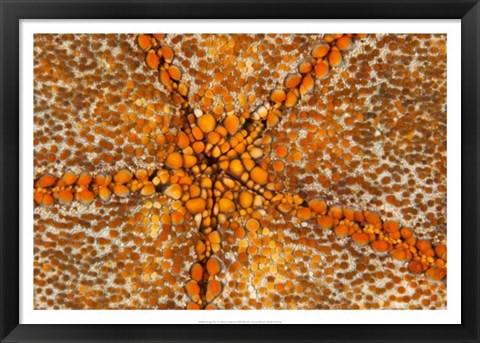 Framed Orange Star - N. Sulawesi, Indonesia Print