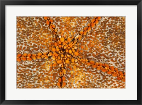 Framed Orange Star - N. Sulawesi, Indonesia Print