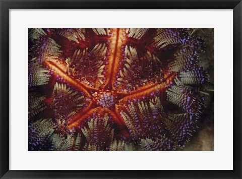 Framed Star Power - Indonesia Print