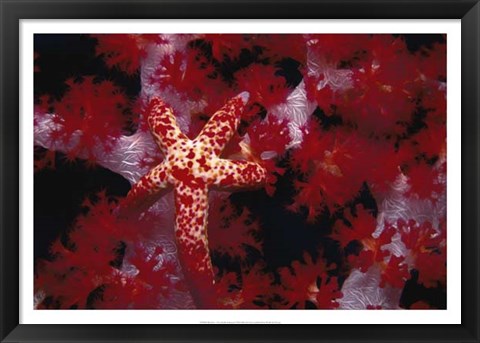 Framed Red Star - Nusa Kode, Indonesia Print