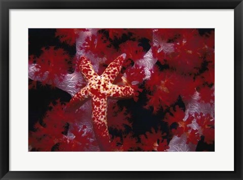 Framed Red Star - Nusa Kode, Indonesia Print