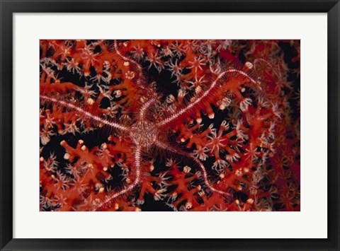 Framed Stars - Indonesia Print