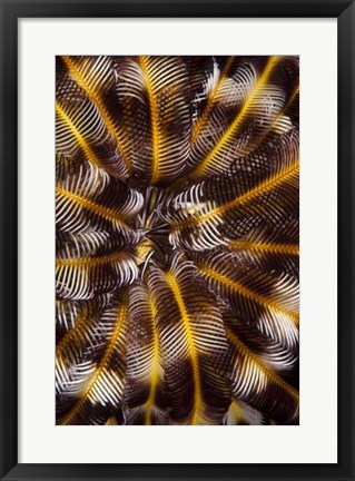 Framed Feather Treasure - N. Sulawesi, Indonesia Print