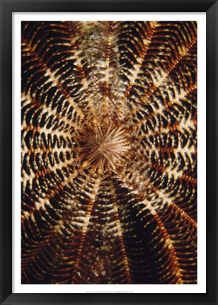 Framed Swirl - Solomon Islands Print