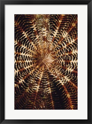 Framed Swirl - Solomon Islands Print