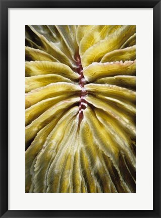 Framed Enticing - Thailand Print