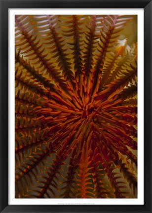 Framed Destiny - S. Raja Ampat, Indonesia Print