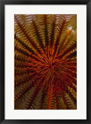 Framed Destiny - S. Raja Ampat, Indonesia Print