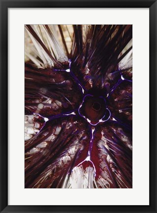 Framed Passion Flower - Thailand Print