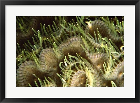 Framed Tips - Sipadan Island, Malaysia Print