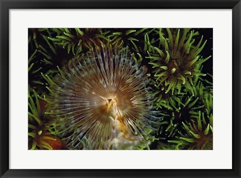 Framed Enchanting - Indonesia Print