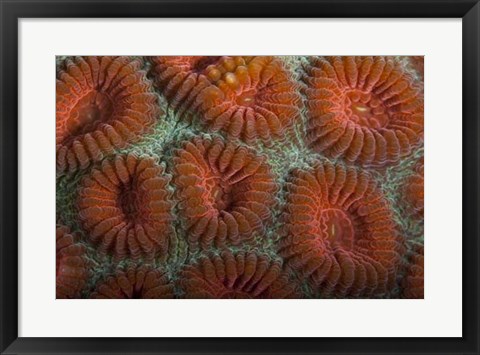 Framed Orange Dream - S. Raja Ampat, Indonesia Print