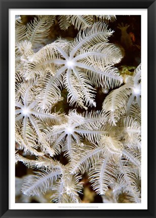 Framed Feathering Flower I - Papua New Guinea Print