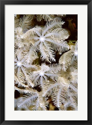 Framed Feathering Flower I - Papua New Guinea Print